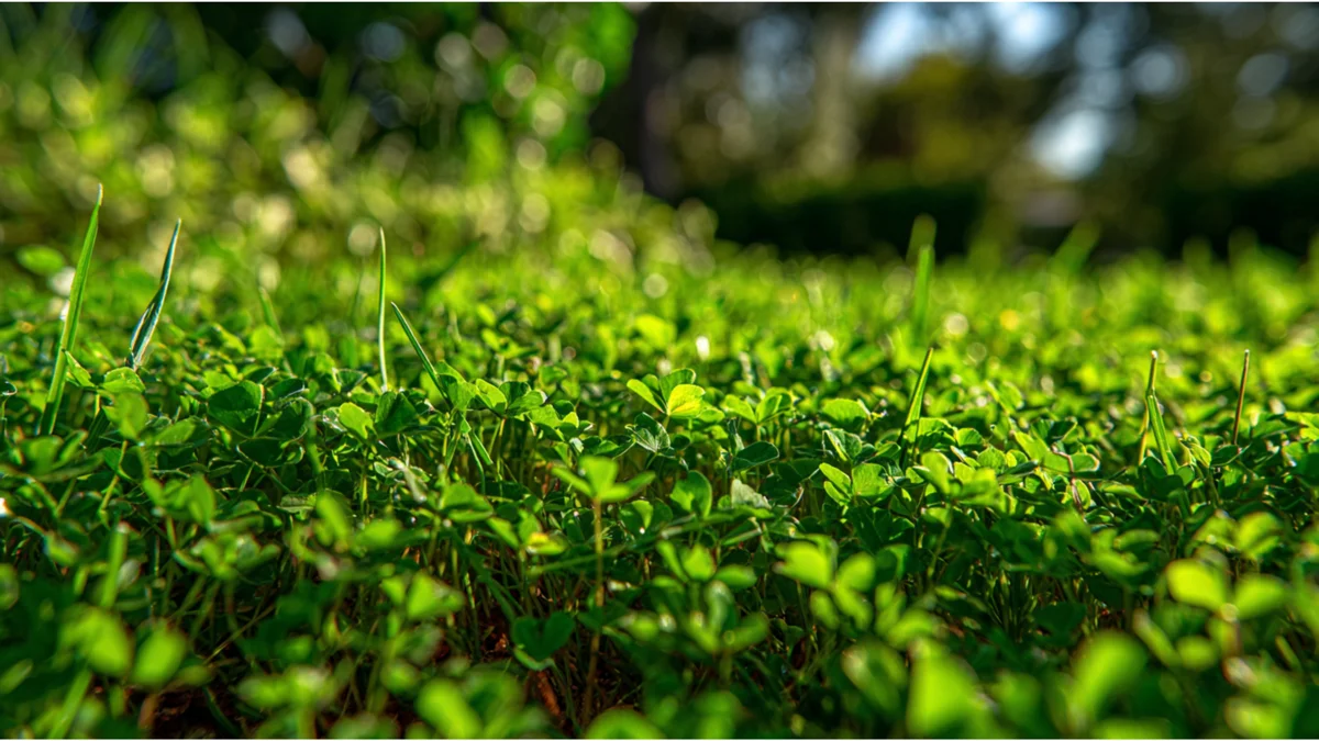 Pre-Emergent Weed Control: Because Weeds Don’t Take a Vacation in Lakewood Ranch